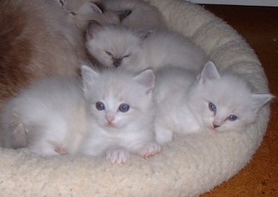 Ragdoll lynx bicolor kater