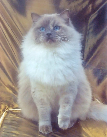 Calaquendi Dolls True Amber, blue tortie point Ragdoll